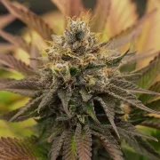 OG Kush