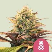Pineapple Kush – Royal Queen Seeds – Feminized