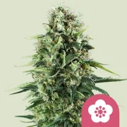 Power Flower – Royal Queen Seeds – Feminized