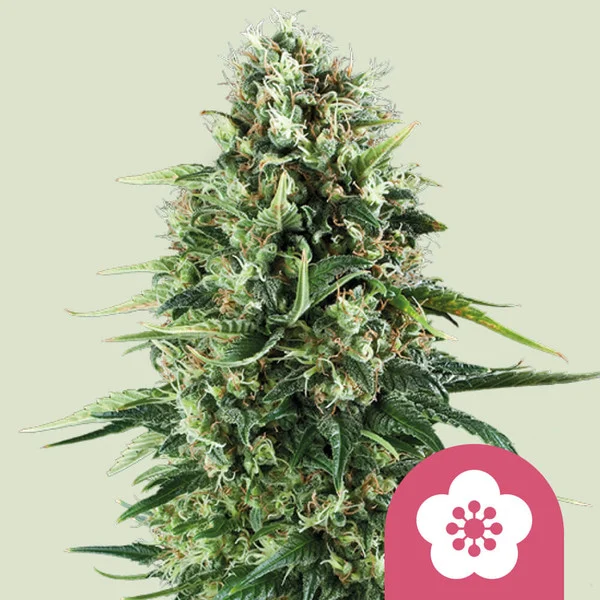 Power Flower – Royal Queen Seeds – Feminized
