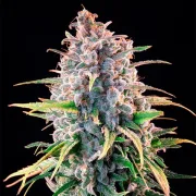Power Flower