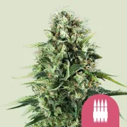 Royal AK – Royal Queen Seeds – Feminized