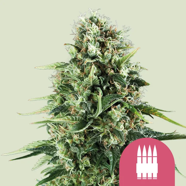 Royal AK – Royal Queen Seeds – Feminized