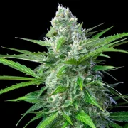 Royal AK Auto