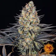LSD – Barneys Farm – Feminized