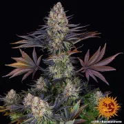 LSD – Barneys Farm – Feminized