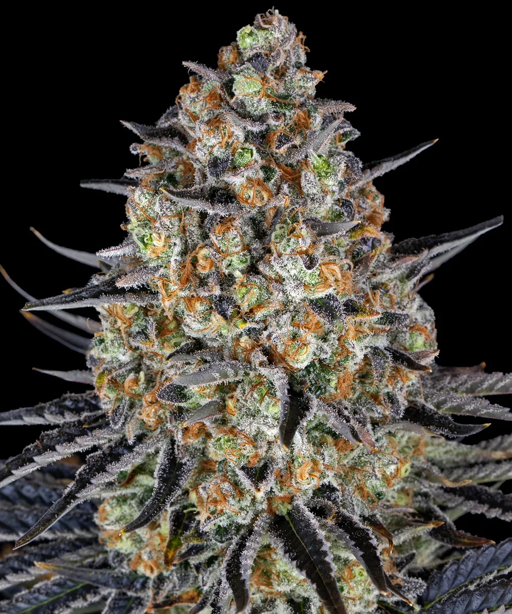 LSD – Barneys Farm – Feminized