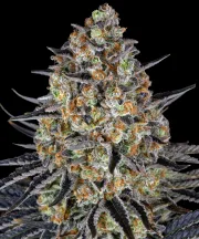 LSD – Barneys Farm – Feminized