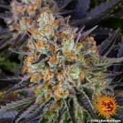 LSD – Barneys Farm – Feminized