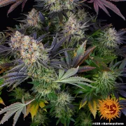 LSD – Barneys Farm – Feminized