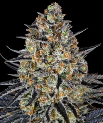 LSD – Barneys Farm – feminized