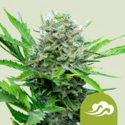 Royal Bluematic – Royal Queen Seeds – Autoflowering