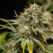 Royal Cheese Auto