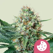 Royal Cookies – Royal Queen Seeds – Feminized