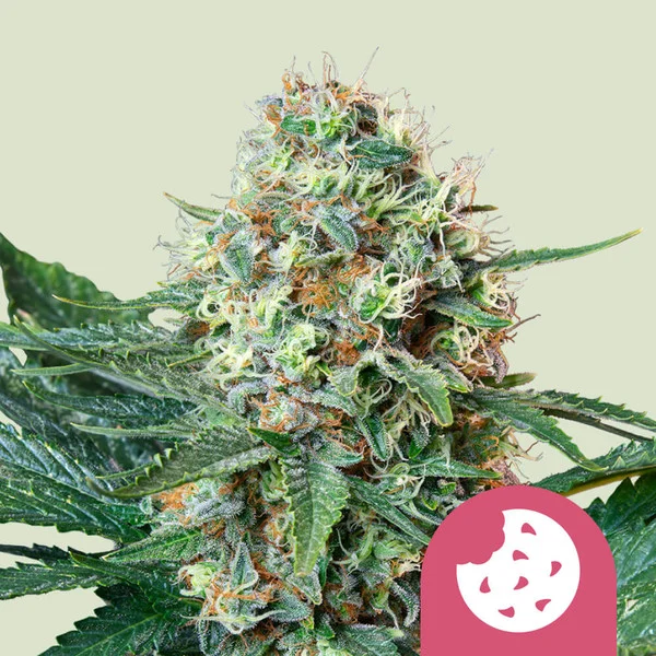 Royal Cookies – Royal Queen Seeds – Feminized