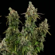 Royal Cookies