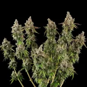Royal Cookies