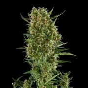 Royal Critical Auto