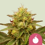 Royal Domina – Royal Queen Seeds – Feminized