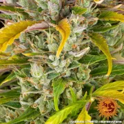 LSD Auto