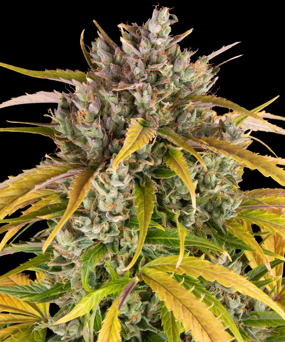 LSD Auto – Barneys Farm – Autoflowering