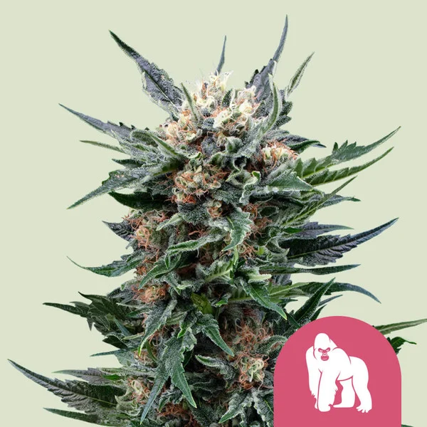 Royal Gorilla – Royal Queen Seeds – Feminized