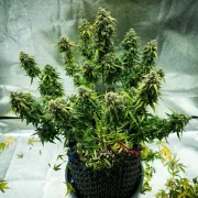 Royal Haze Auto