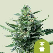 Royal Jack Auto – Royal Queen Seeds – Autoflowering