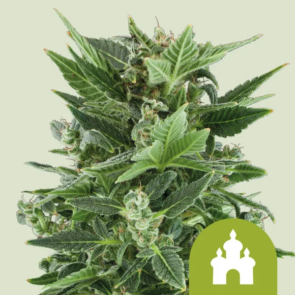 Royal Kush Auto – Royal Queen Seeds – Autoflowering