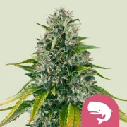 Royal Moby – Royal Queen Seeds – Feminized