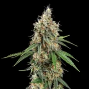 Shining Silver Haze