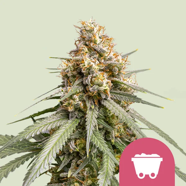 Shining Silver Haze – Royal Queen Seeds – Feminized