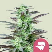 Skunk XL – Royal Queen Seeds – Feminized