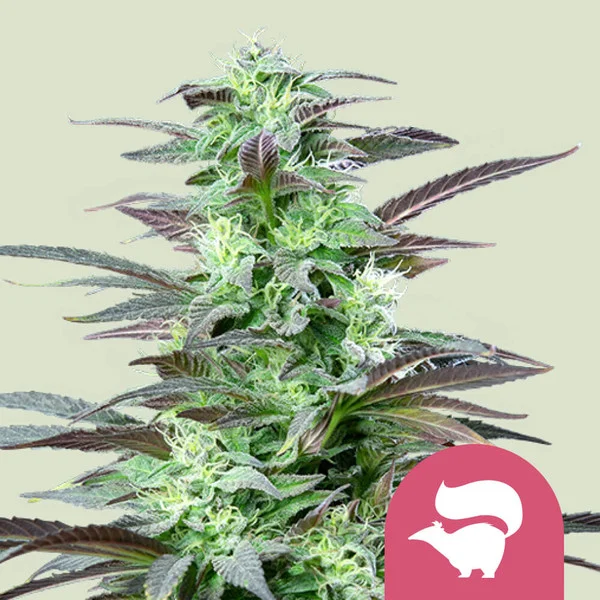 Skunk XL – Royal Queen Seeds – Feminized