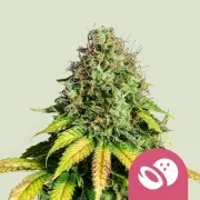 Somango XL – Royal Queen Seeds – Feminized