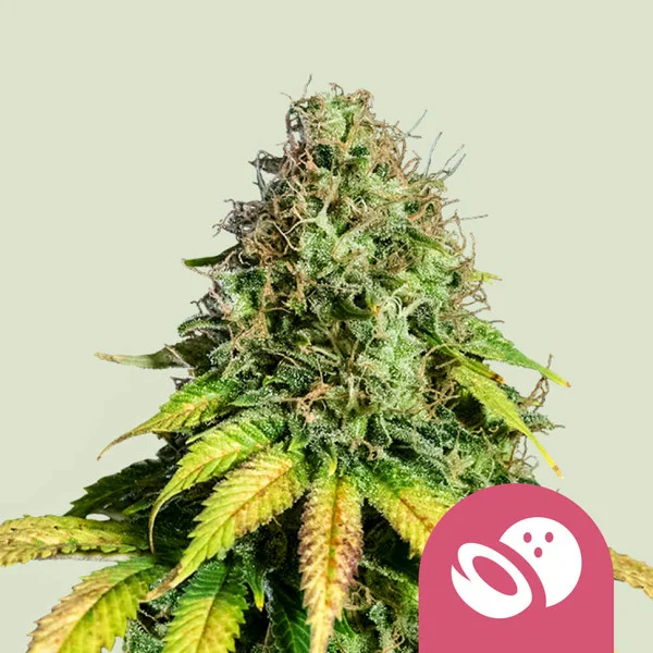 Somango XL – Royal Queen Seeds – Feminized