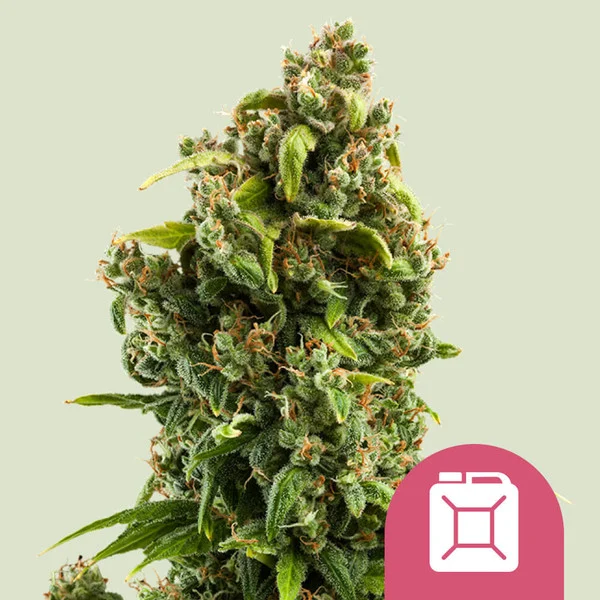 Sour Diesel – Royal Queen Seeds – Feminized