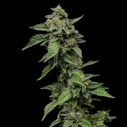 Sour Diesel