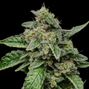 Sour Diesel
