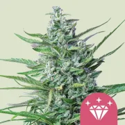 Special Kush #1 – Royal Queen Seeds – Feminized