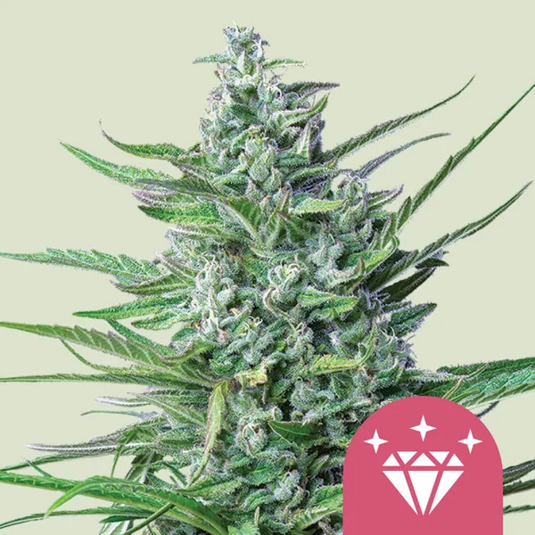 Special Kush #1 – Royal Queen Seeds – Feminized
