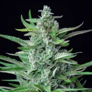 Special Kush #1