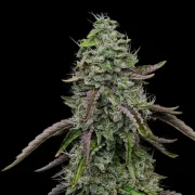 Special Kush #1