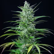 Special Kush #1