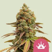 Special Queen #1 – Royal Queen Seeds – Feminized