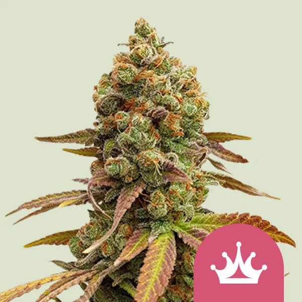 Special Queen #1 – Royal Queen Seeds – Feminized
