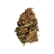 Stress Killer Auto CBD – Royal Queen Seeds – Autoflowering