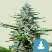 Stress Killer Auto CBD – Royal Queen Seeds – Autoflowering