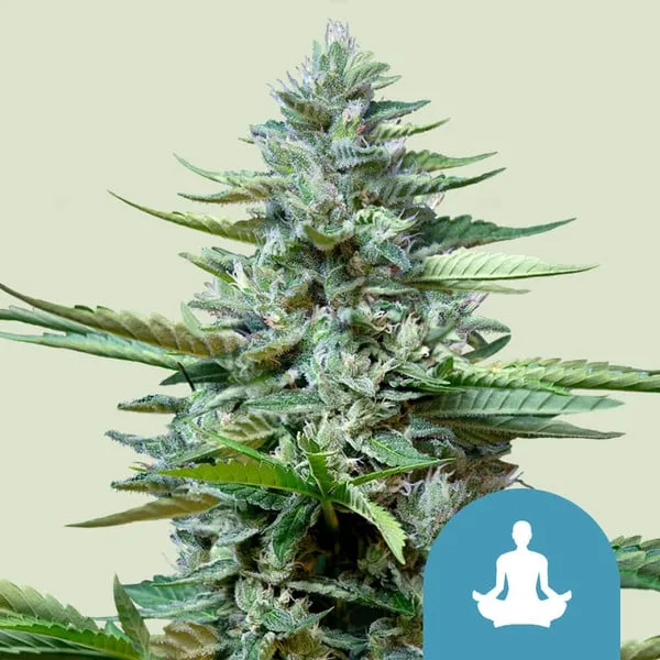 Stress Killer Auto CBD – Royal Queen Seeds – Autoflowering