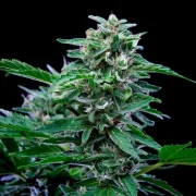 Stress Killer Auto CBD – Royal Queen Seeds – Autoflowering
